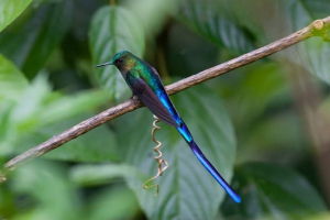 Long-dead sylf: все про життя південної америки hummingbird Long-dead sylf: все про життя південної америки hummingbird